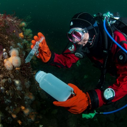 Dykare samlar nakensnäckor. Foto Klas Malmberg