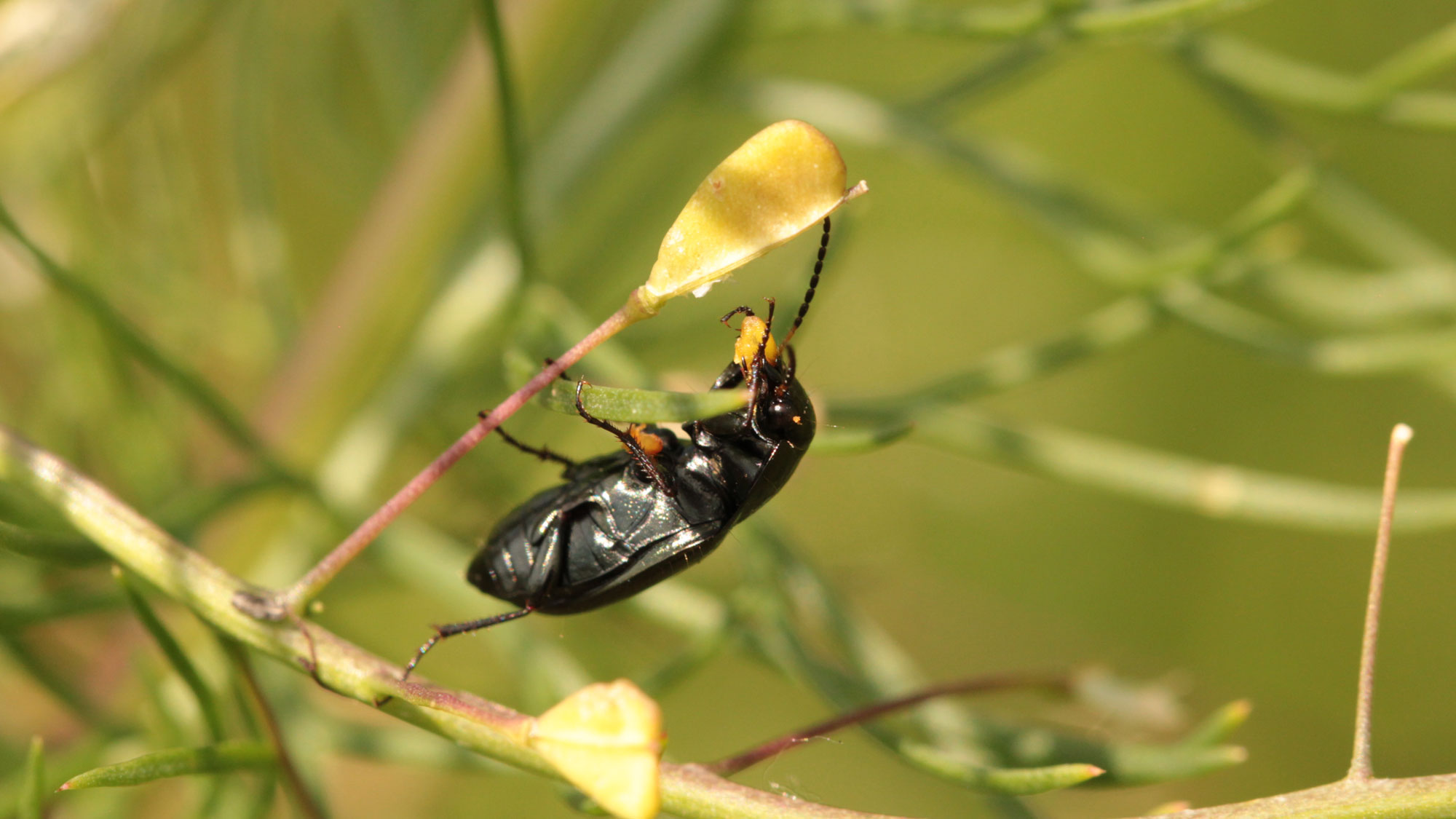 En skalbagge äter ett frö. Foto.