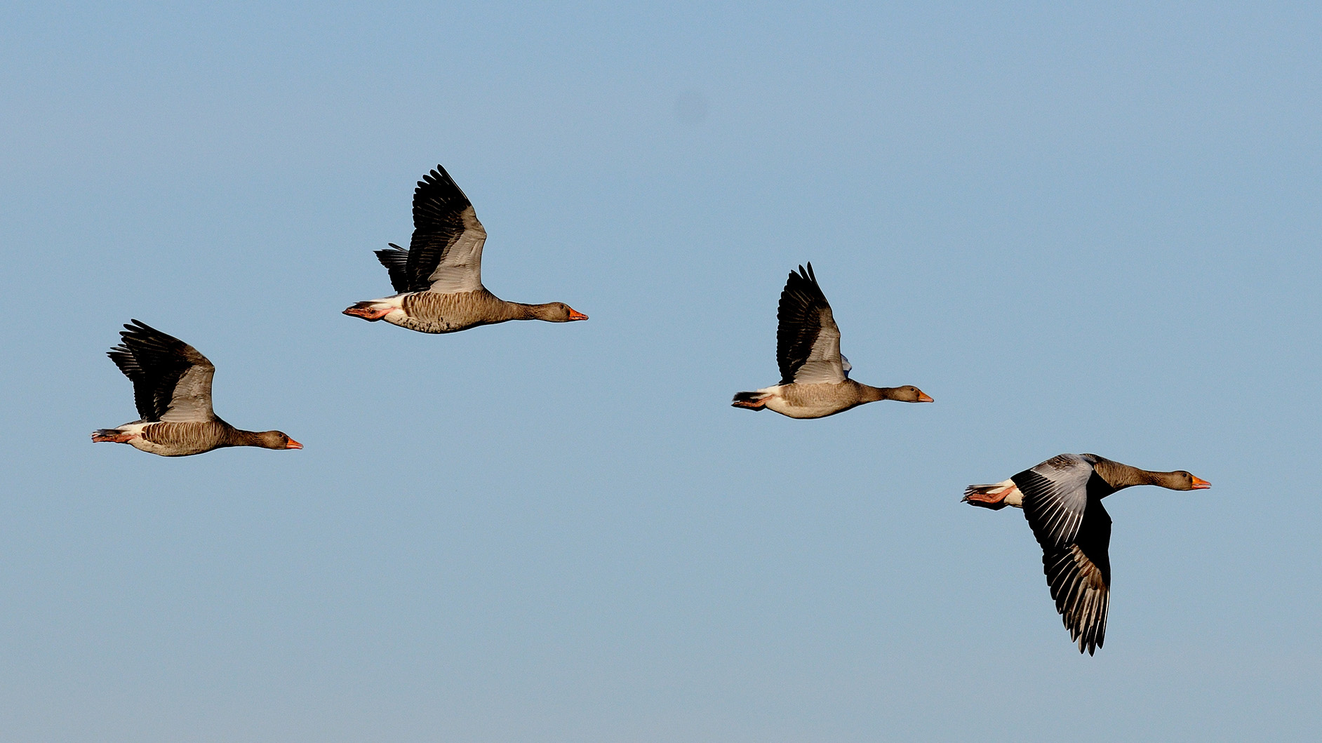 Fyra flygande gäss mot blå himmel.