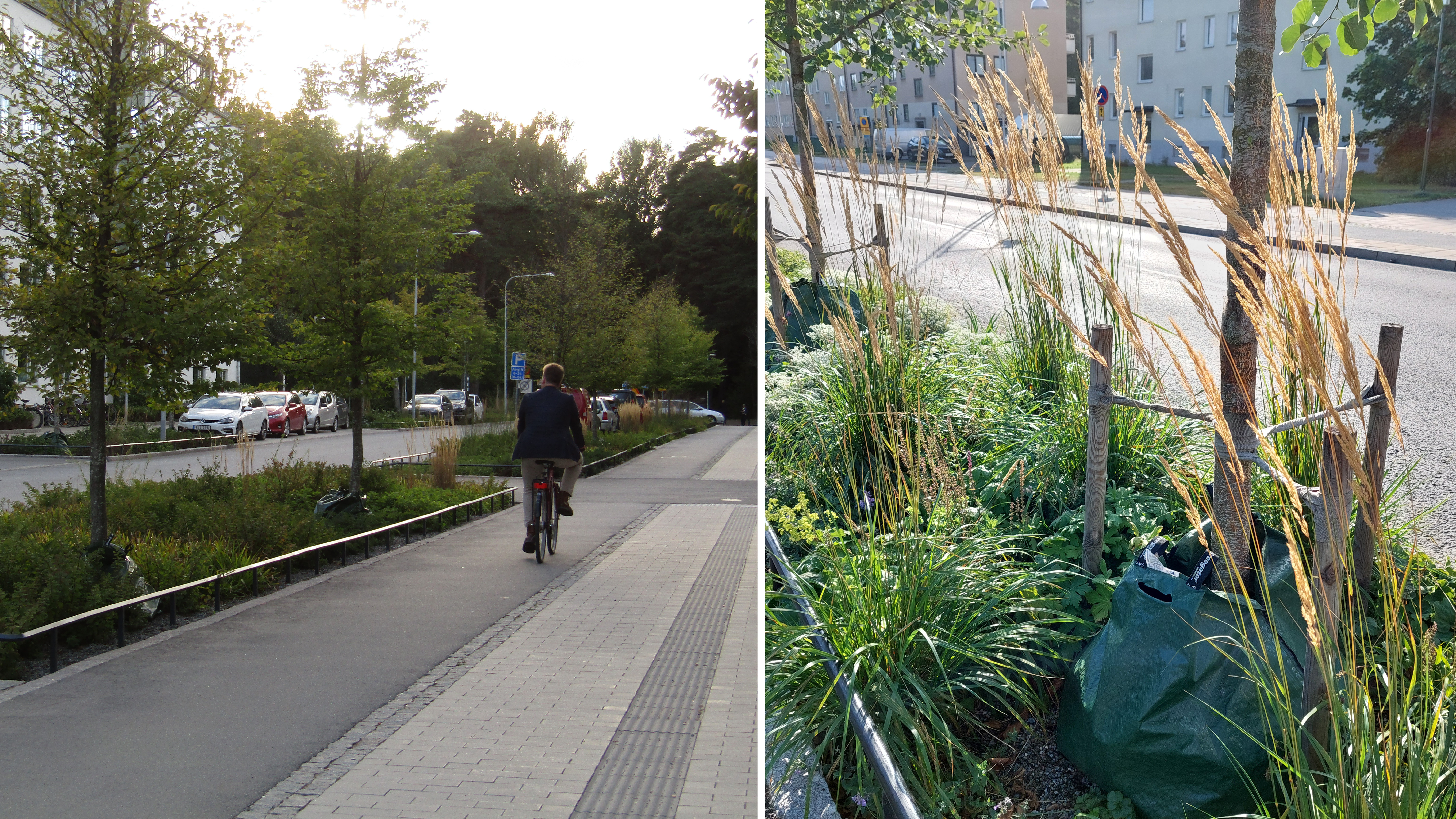 Two-part image showing a man on a bicycle in an urban setting and plantings in the city. 