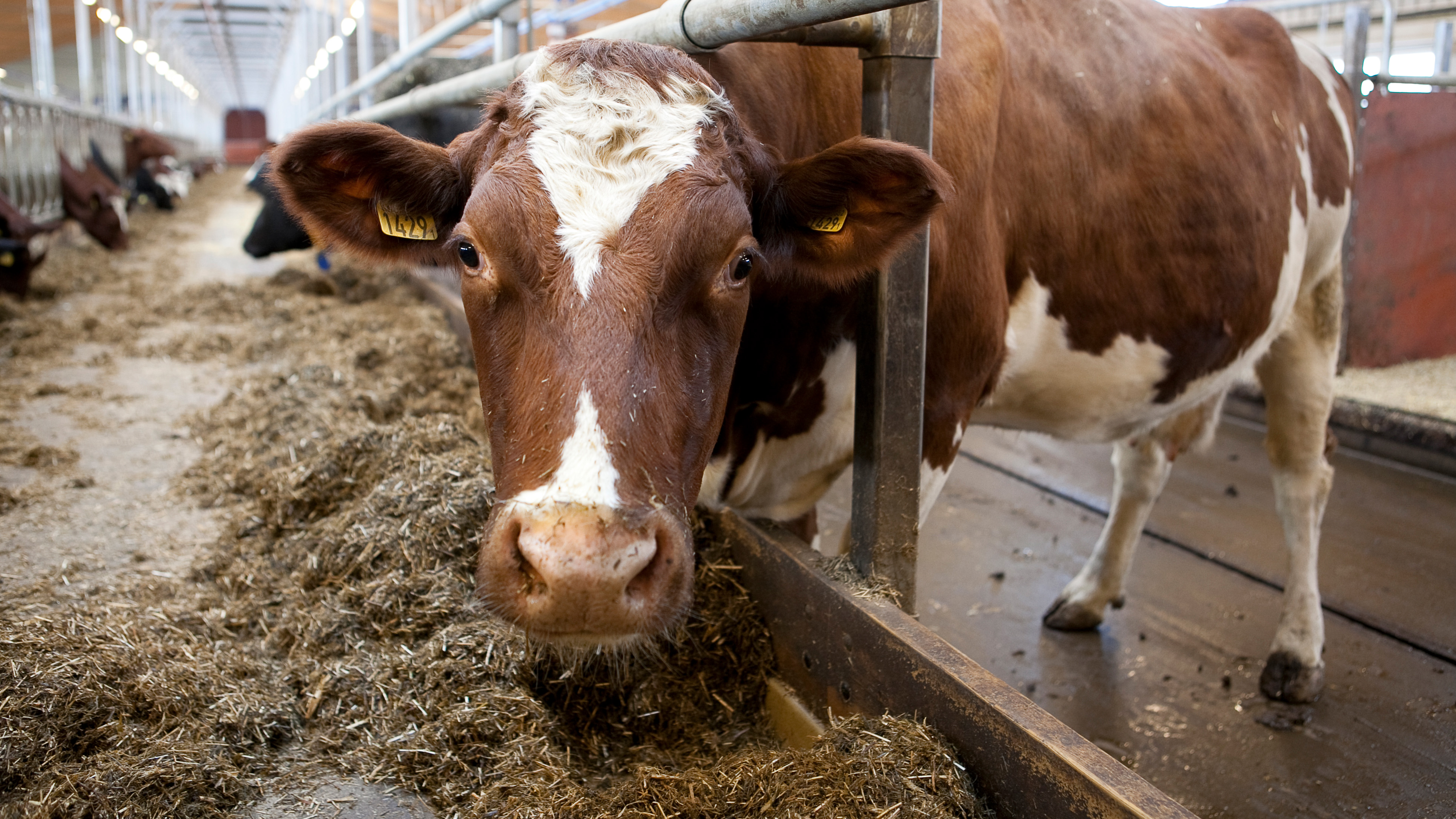 An SRB cow at a feeding trough.