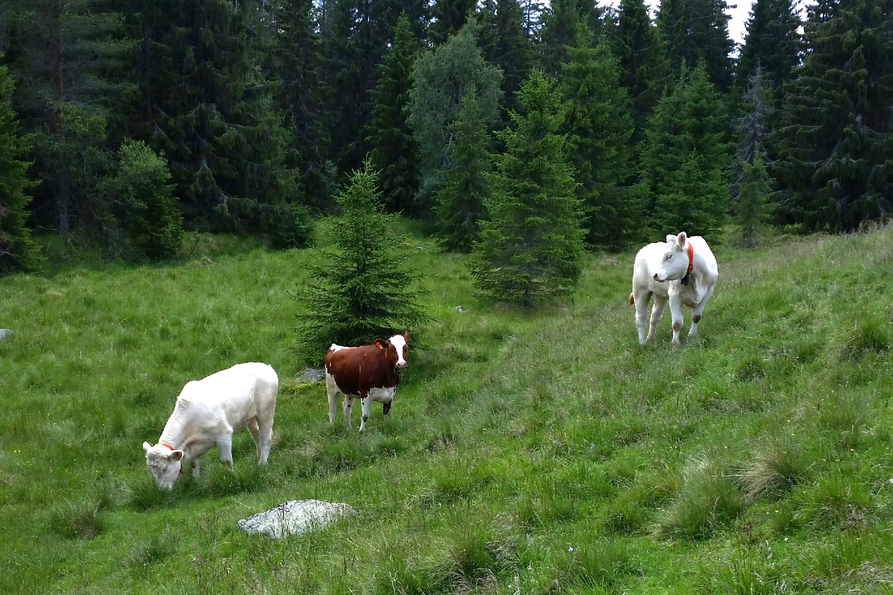 Beef cattle on wooded and open pasture