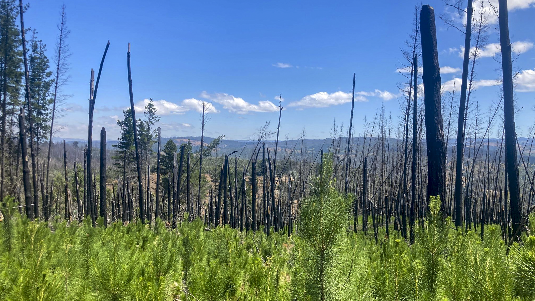 Standing, burnt tree trunks in front of a mountain landscape. New pine trees have begun to grow around the dead ones.