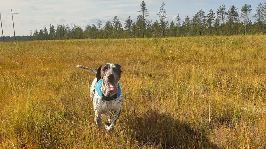 Hunden Lill kommer springande på en myr med högt gräs och träd långt bort i bakgrunden.