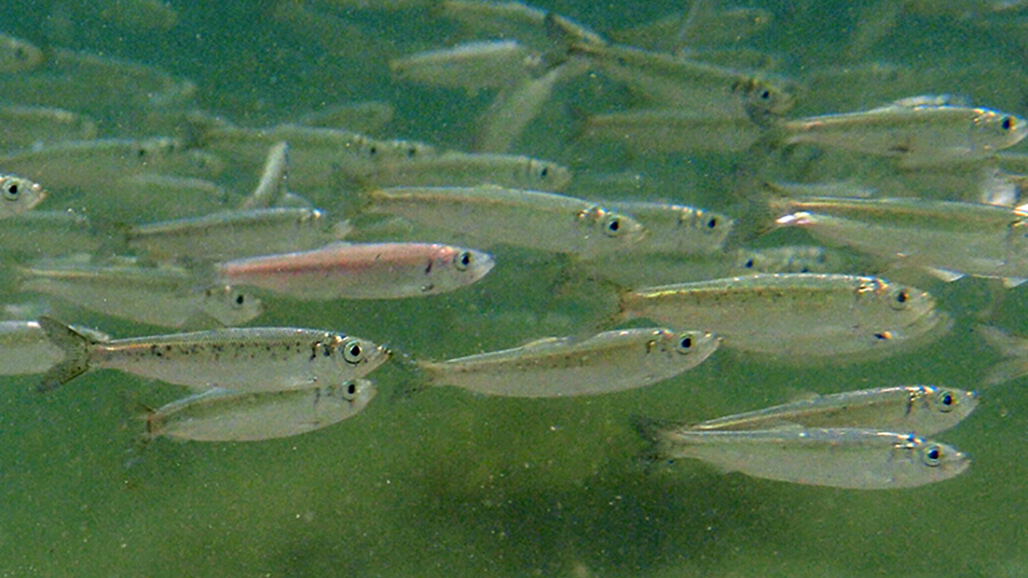 Spool of small herring