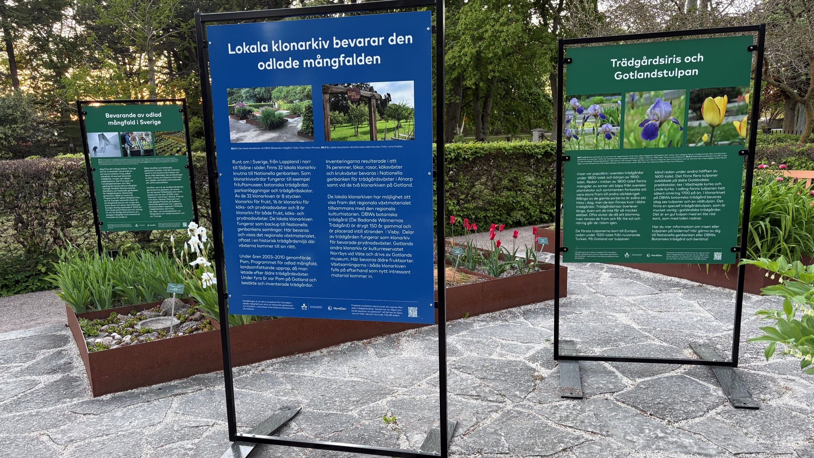 Tre skyltar med planscher står mellan bäddar med perenner och lökar i DBWs Botaniska trädgår.