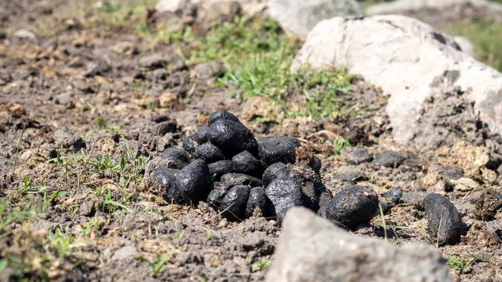 träck-från-häst-ute-i-gräshage