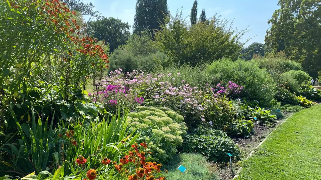 Klonarkivsrabatten i högsommarblom.