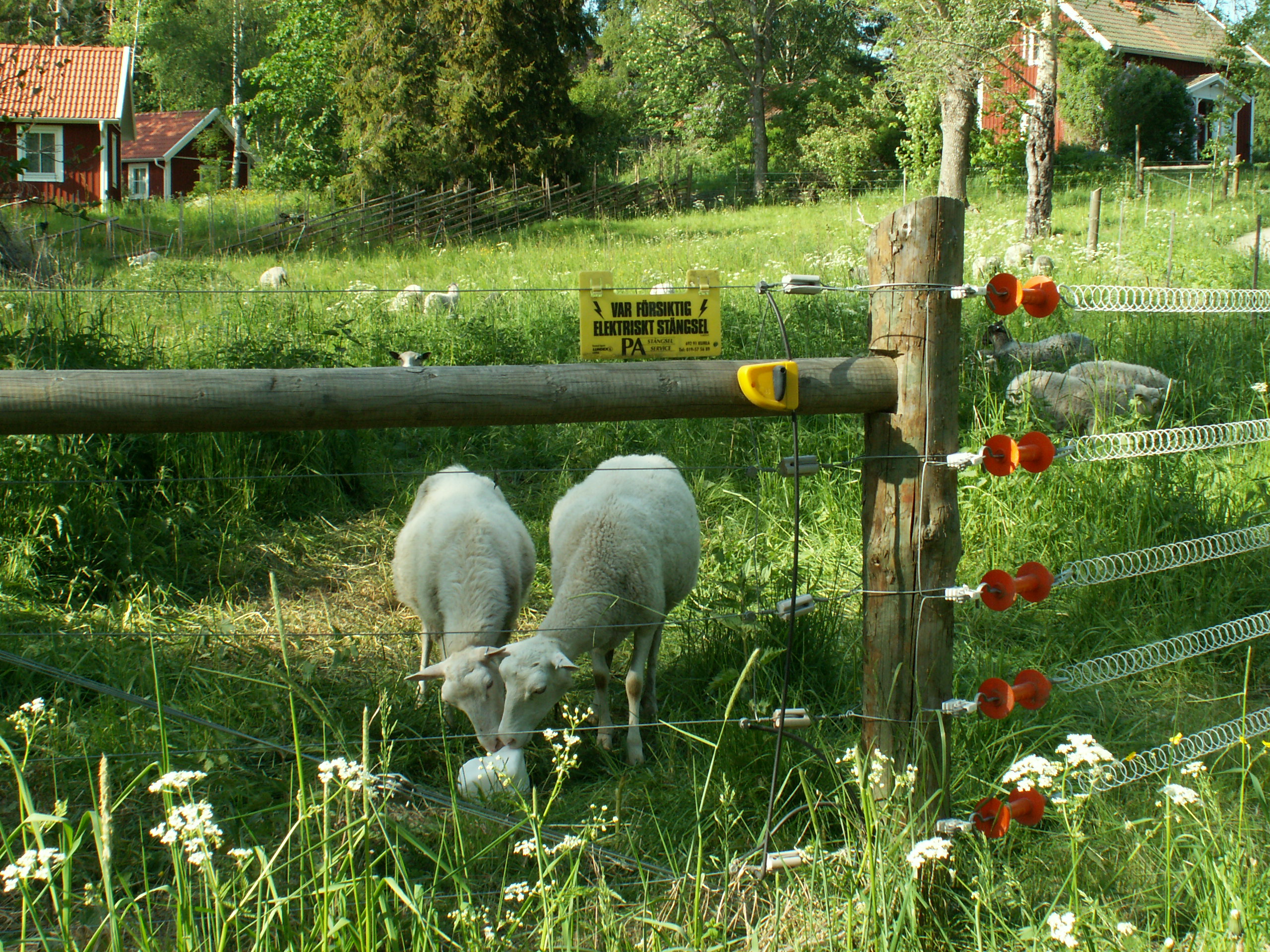 Två lamm bakom femtrådigt elstängsel