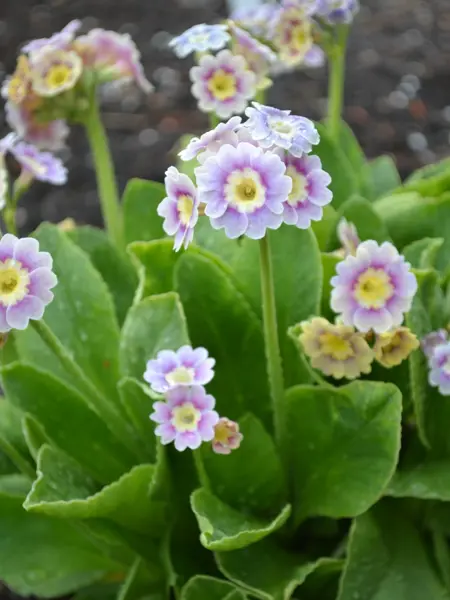 Foto av Grönt kulturarv®s trädgårdsaurikel 'Krusenstiernska'. Fotot visar blommor som går från ljustlila i ytterkant till en mörkt lila bård i mitten av blombladen, som senare övergår i svagt ljusgul och till sist ljusgul. blommorna sitter på kraftiga långa stjälkar i en bladrosett med tjocka gröna blad. runt omkring syns öppen jord.