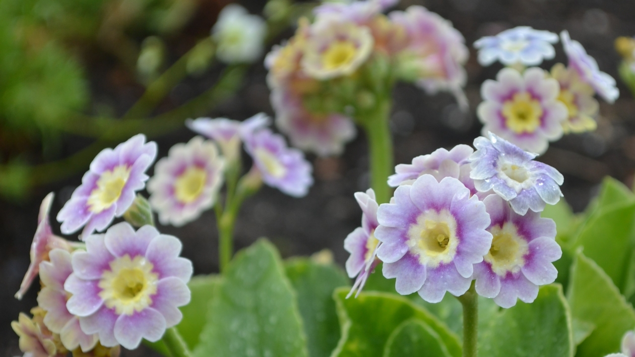 Foto av Grönt kulturarv®s trädgårdsaurikel 'Krusenstiernska'. Fotot visar flera blommor som går från ljustlila i ytterkant till en mörkt lila bord i mitten av blombladen, som senare övergår i svagt ljusgul och till sist ljusgul. blommorna sitter på kraftiga stjälkar i en bladrosett med tjocka gröna blad.