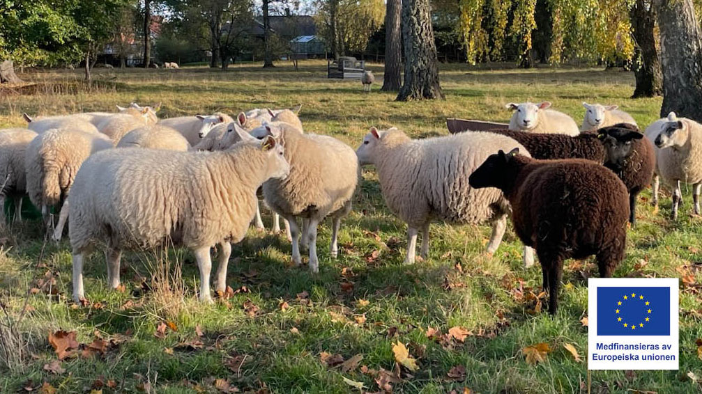 Svenska får i hage