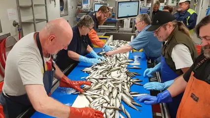 Persons sorting fish