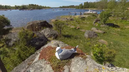 Fiskmås vid ägg