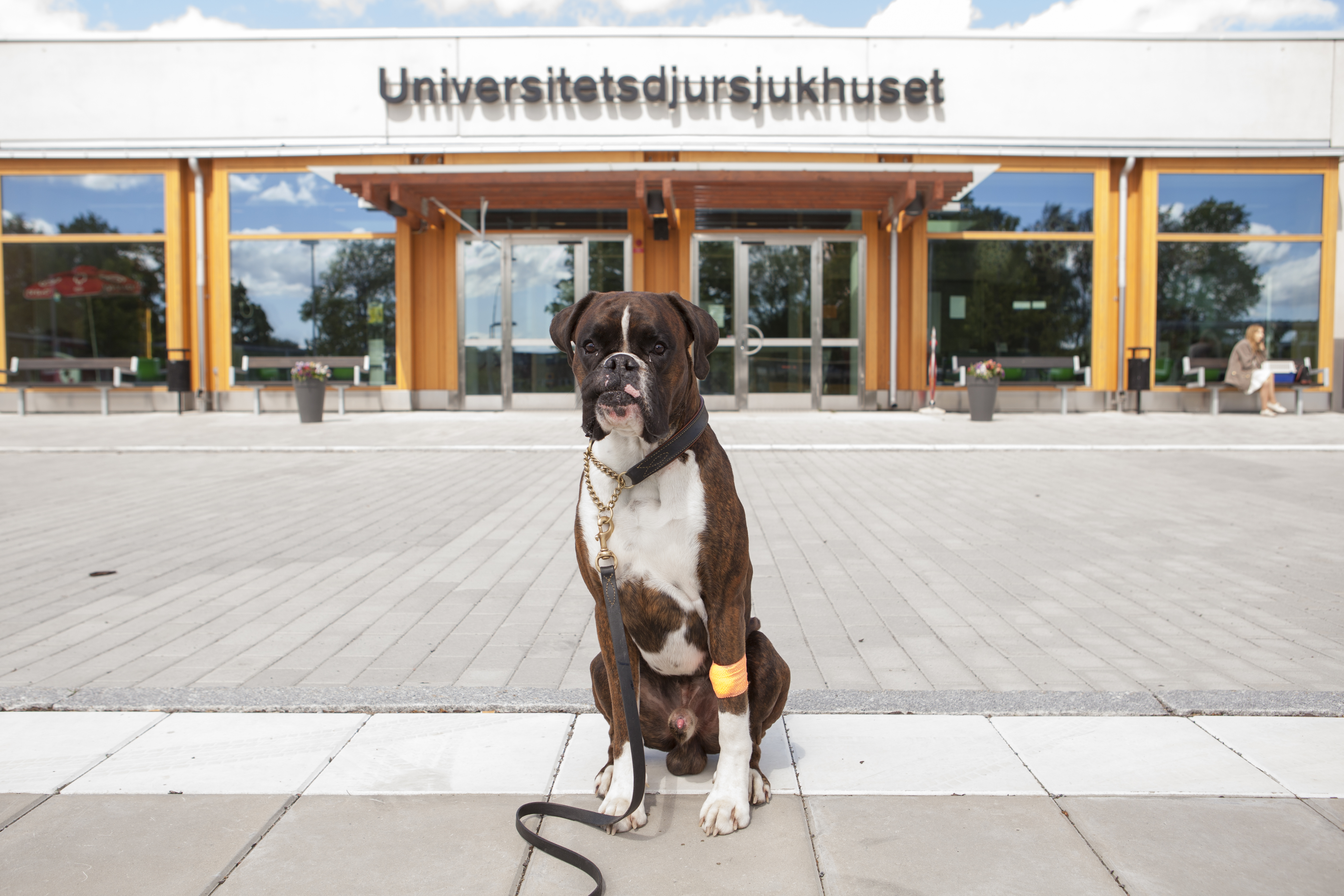 Hund framför SLU Universitetsdjursjukhuset