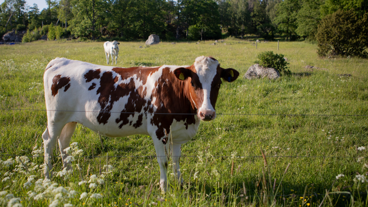 Brown and white cows in a green pasture. In the pasture, white flowers and large trees are visible in the background.