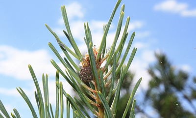 bergtall Pinus mugo