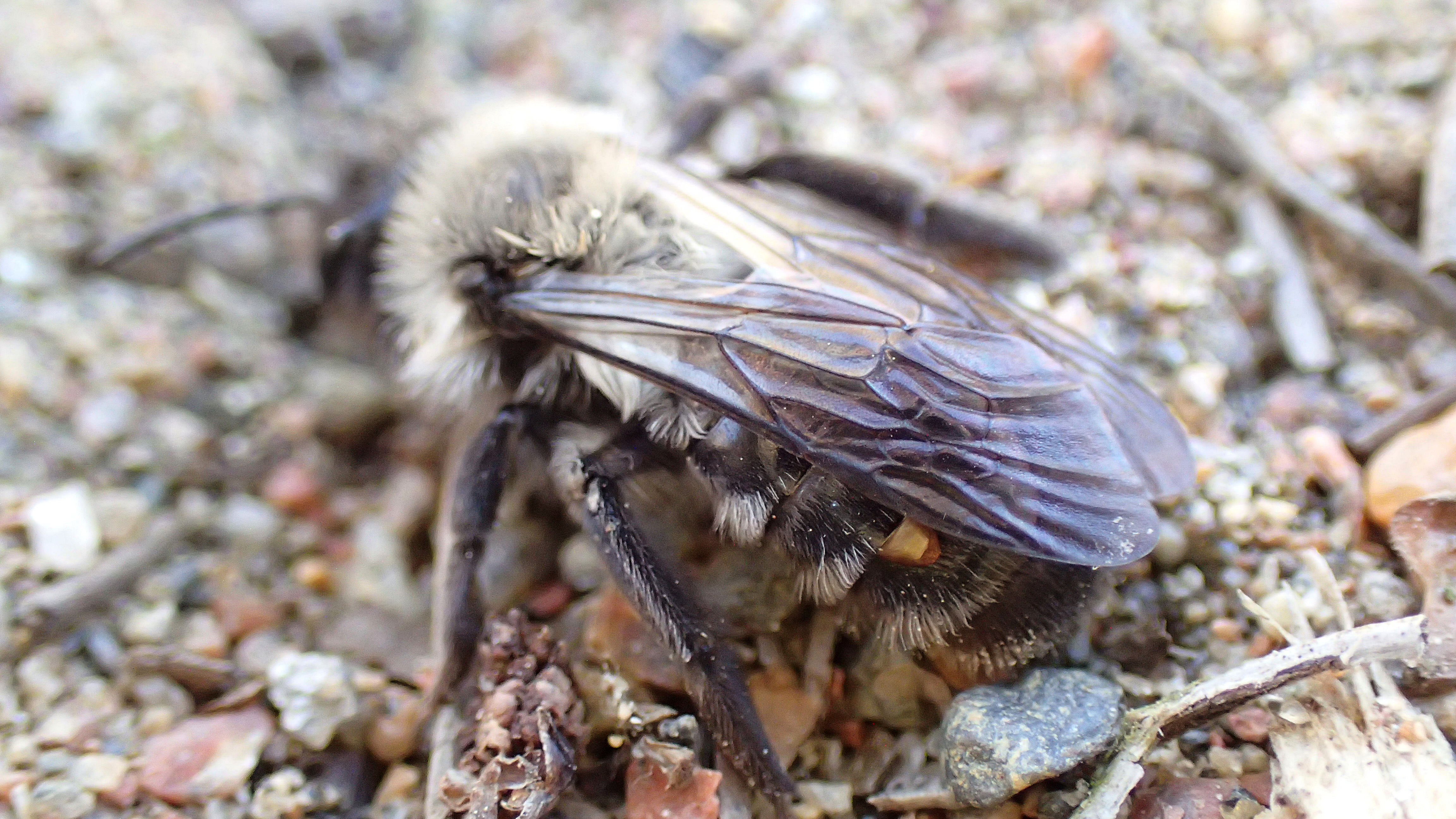 Närbild av ett sälgsandbi på marken. På biets bakkropp syns en hona av vridvingen Stylops ater. Foto