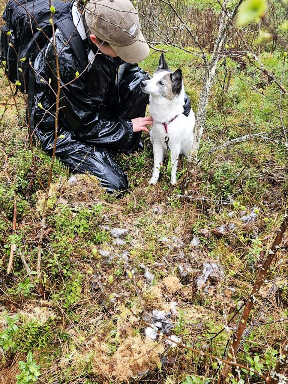 Person i svart regnställ och keps sitter på knä i skogsterräng och klappar en vit och grå hund med sele. Runt dem syns låga buskar, mossa och utspridda dun/fjädrar på marken. Foto.