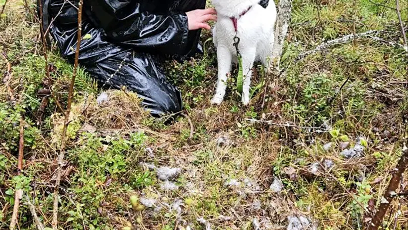Person i svart regnställ och keps sitter på knä i skogsterräng och klappar en vit och grå hund med sele. Runt dem syns låga buskar, mossa och utspridda dun/fjädrar på marken. Foto.