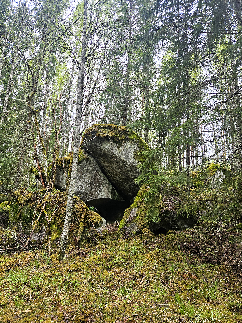 En stor mossbeklädd stenformation i skogen, omgiven av granar och björkar. Stenen formar ett överhäng med ett mörkt utrymme under, och marken runt omkring är täckt av mossa, gräs och små växter. Foto.