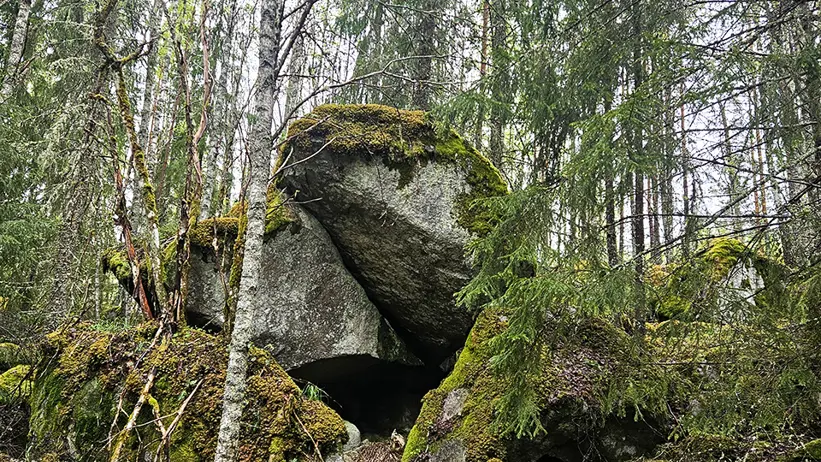 En stor mossbeklädd stenformation i skogen, omgiven av granar och björkar. Stenen formar ett överhäng med ett mörkt utrymme under, och marken runt omkring är täckt av mossa, gräs och små växter. Foto.