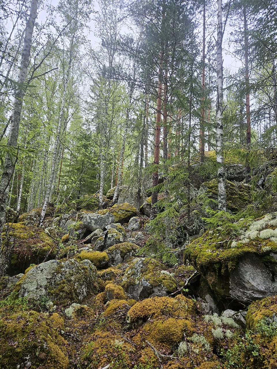 VHF är ett annat sätt att spåra djur på. Istället för att halsbandet skickar GPS positioner, skickar ett VHF halsband signal via radiovågor (Very High Frequency), som man sen med hjälp av en antenn kan hitta om man har rätt frekvens . Foto.