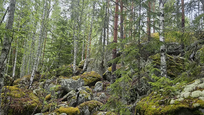 VHF är ett annat sätt att spåra djur på. Istället för att halsbandet skickar GPS positioner, skickar ett VHF halsband signal via radiovågor (Very High Frequency), som man sen med hjälp av en antenn kan hitta om man har rätt frekvens . Foto.