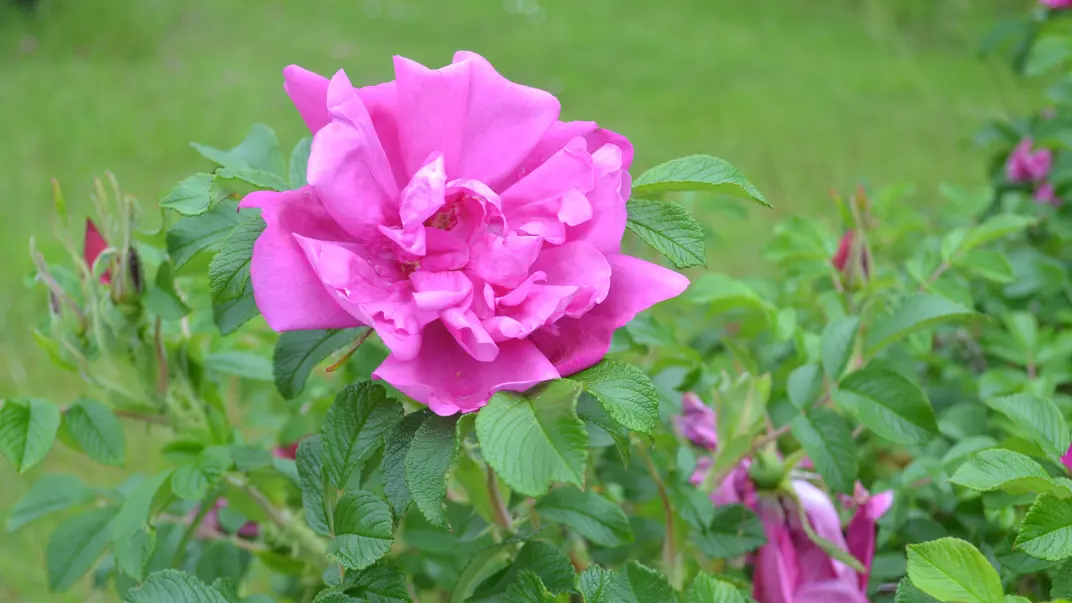 En blommande rugosa-ros av sorten 'Trollhättan'. Foto Linnea Oskarsson, SLU.