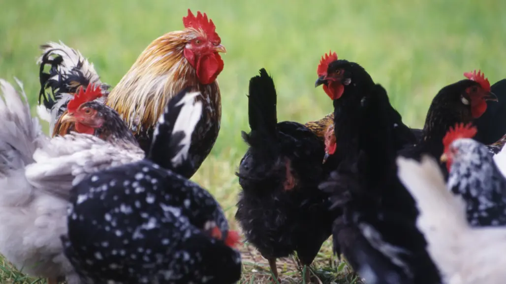 tupp-och-hönor-utomhus-på-gräs