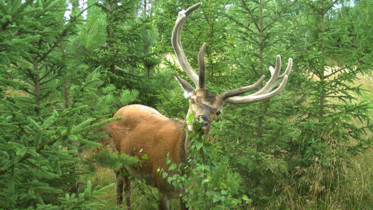 Hjort med stort horn betar. 