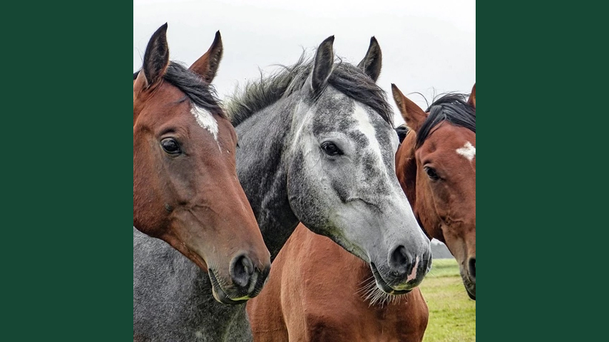 Foto av flera hästar ståendes bredvid varandra utomhus i en gräshage.