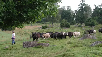 En person vallar ett antal svarta och vita kor i en hage. Foto.