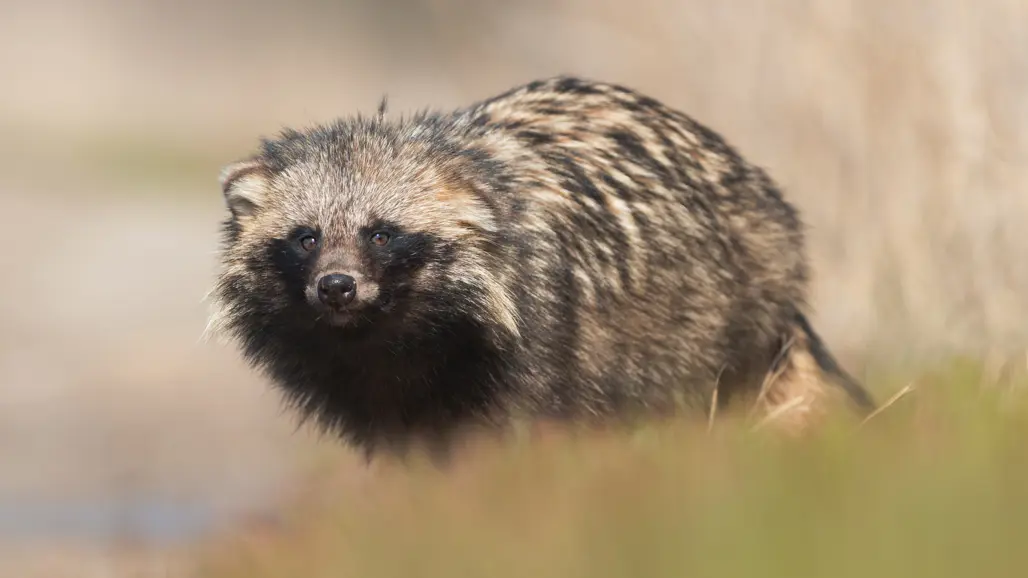 Raccoon dog. Photo.