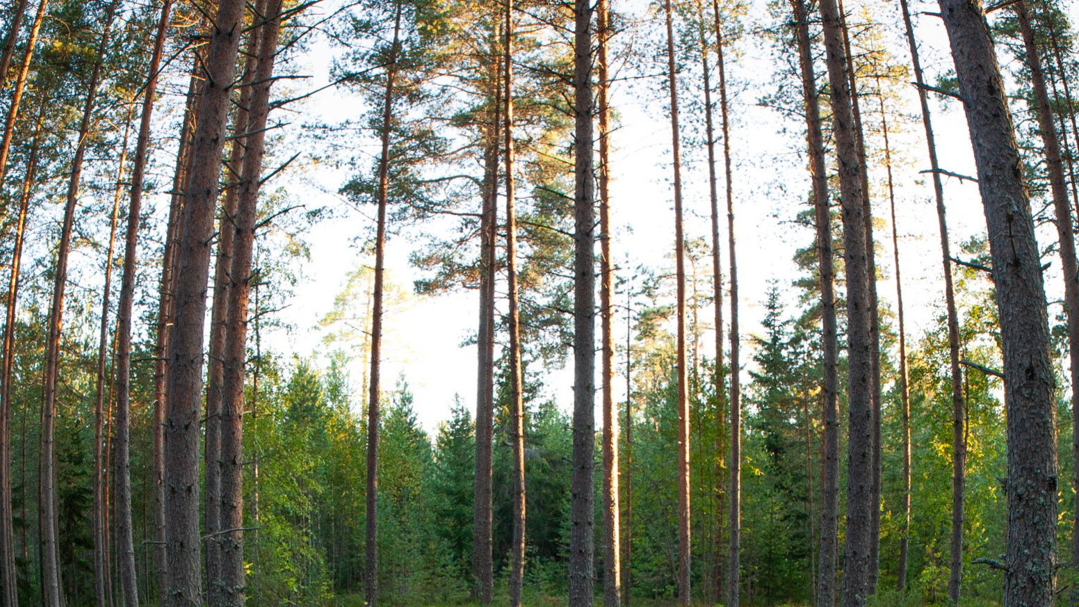 Pine forest in fishey 