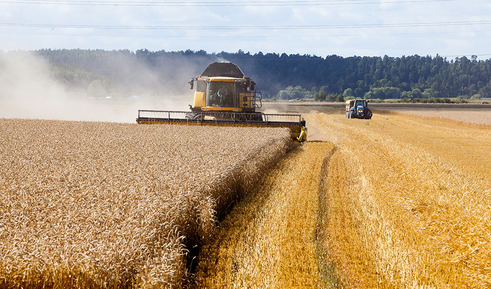 Foto på tröskning.