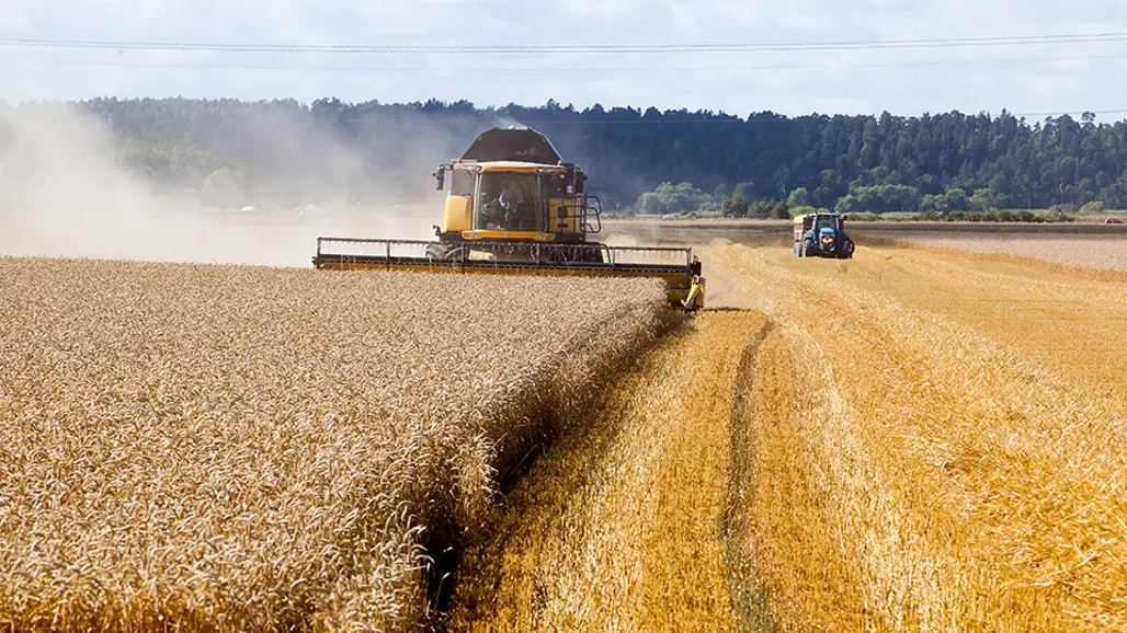 Foto på tröskning.