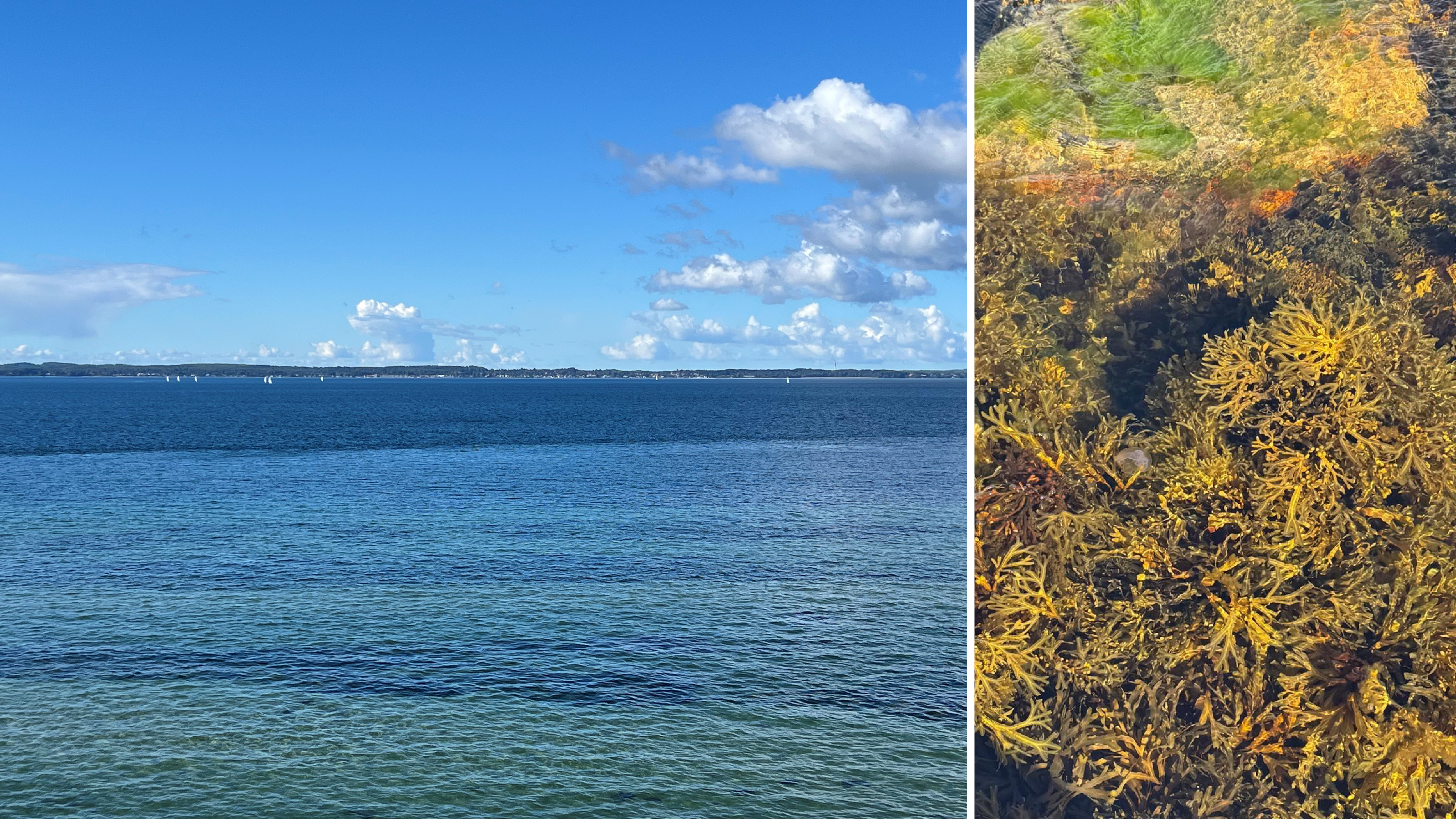 Two-part image of the sea and seaweed. 