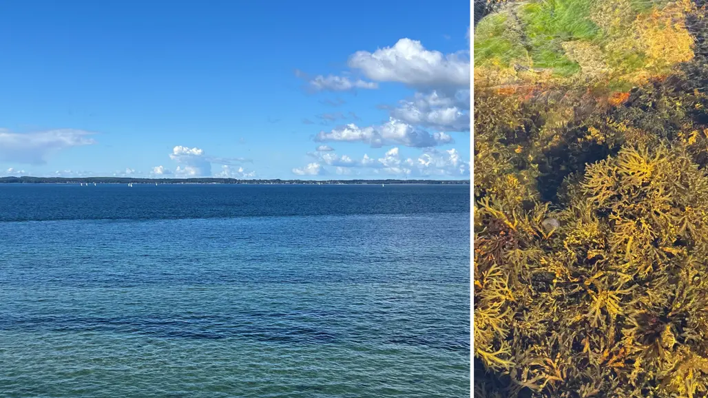 Two-part image of the sea and seaweed.