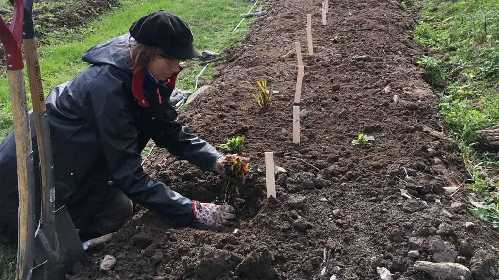 En praktikant står på knä framför en odlingsbädd och planterar små perennplantor.