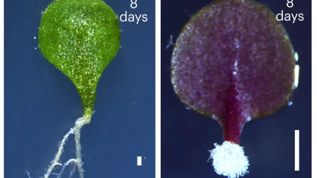 Photos of leaves forming new roots and callus, respectively.