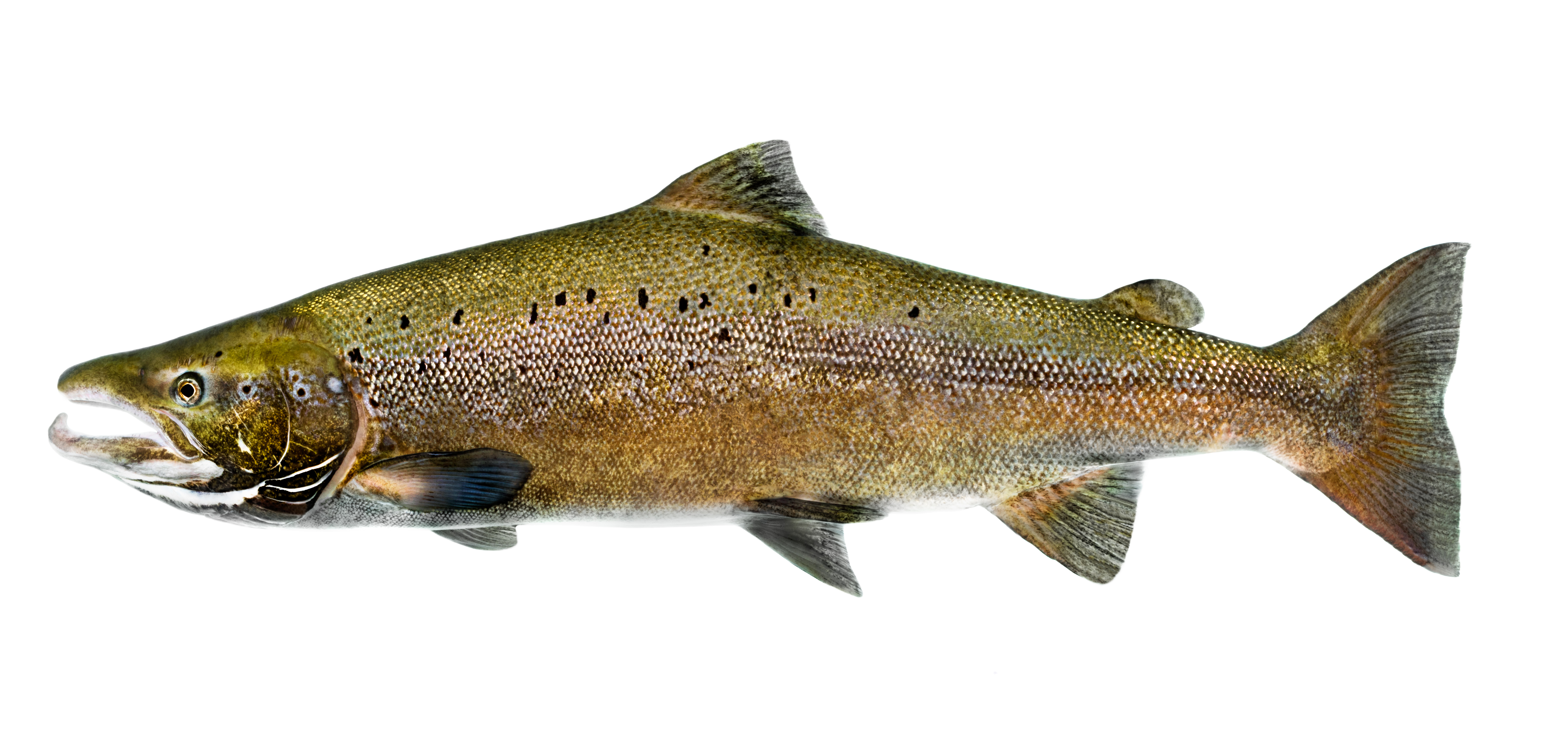 En lax avbildad i profil mot en vit bakgrund. 