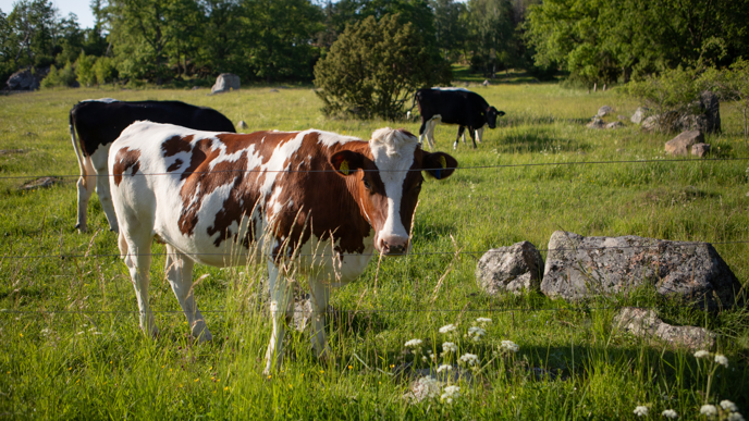 Tre kor som står i hage.