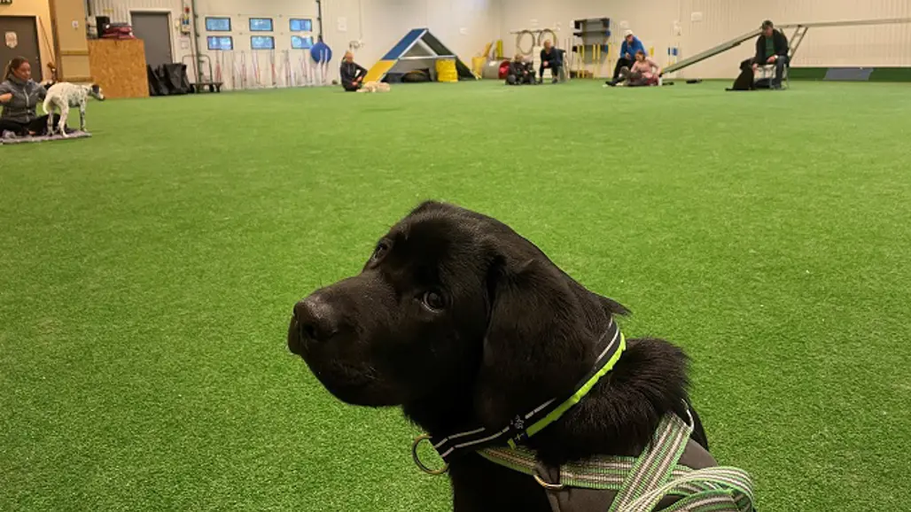 En svart labrador sitter i en träningslokal för hundar och vänder sig mot kameran.