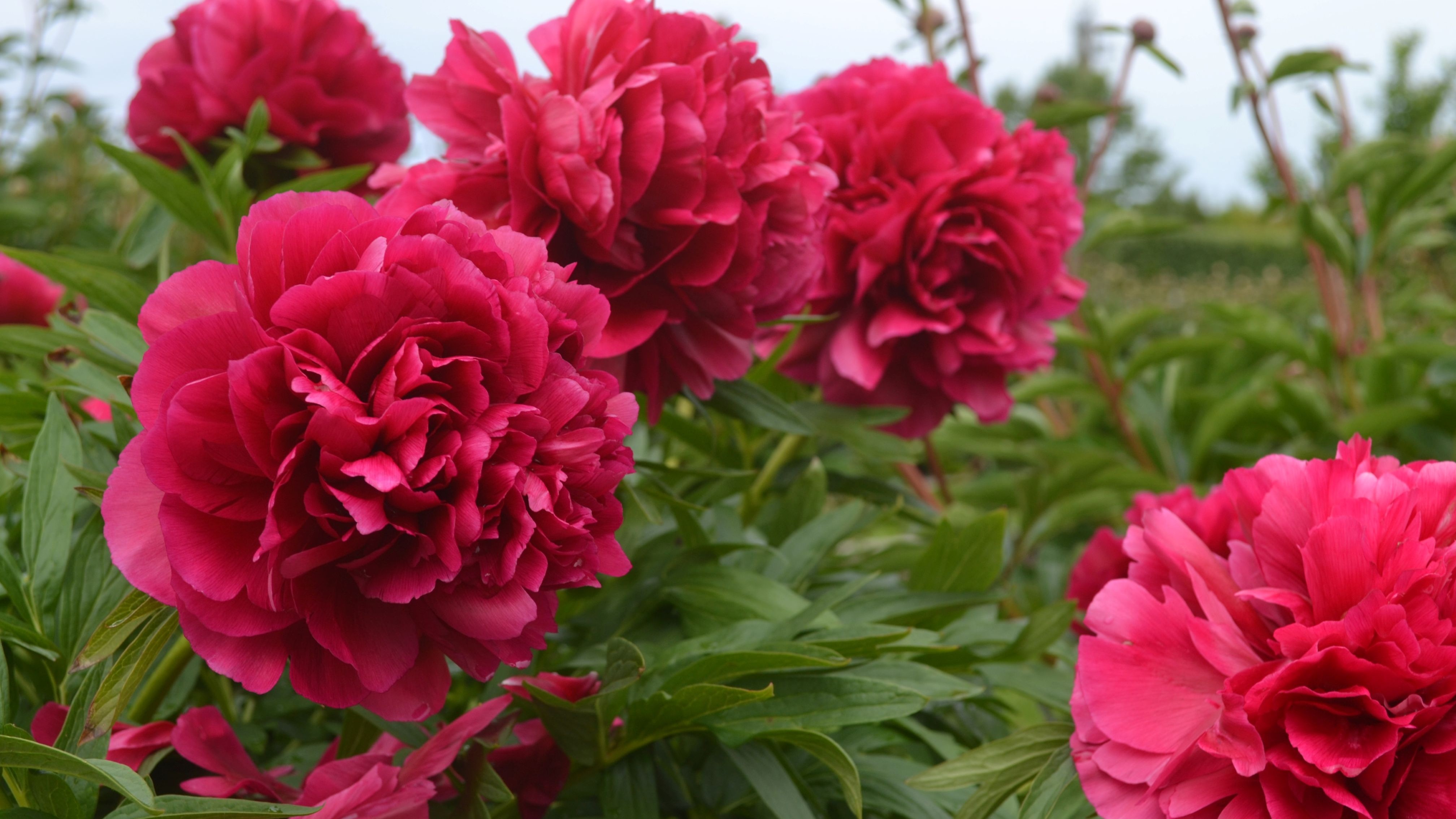 Röda fyllda bondpioner i blom. 