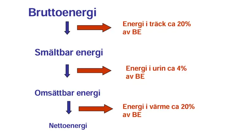 Grafik över bruttoenergi som omfördelas till smältbar energi, omsättbar energi och nettoenergi. Bild.