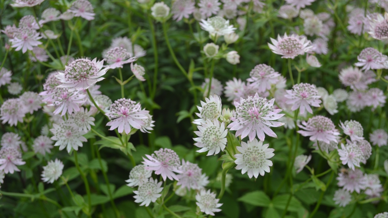 Foto av Grönt kulturarv®s stjärnflocka 'Lilla Mickelgårds'. Fotot visar  jättemånga fullt utslagna lätt rosa blommor. De lotuslika blommorna tycks sväva ovanför det gröna bladverket.