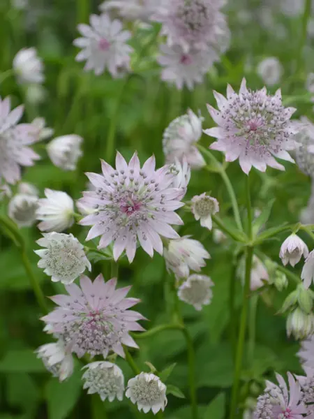 Foto av Grönt kulturarv®s stjärnflocka 'Lilla Mickelgårds'. Fotot visar flera fullt utslagna lätt rosa blommor sittandes i krans runt stjälken. De lotuslika blommorna tycks sväva ovanför det gröna bladverket.