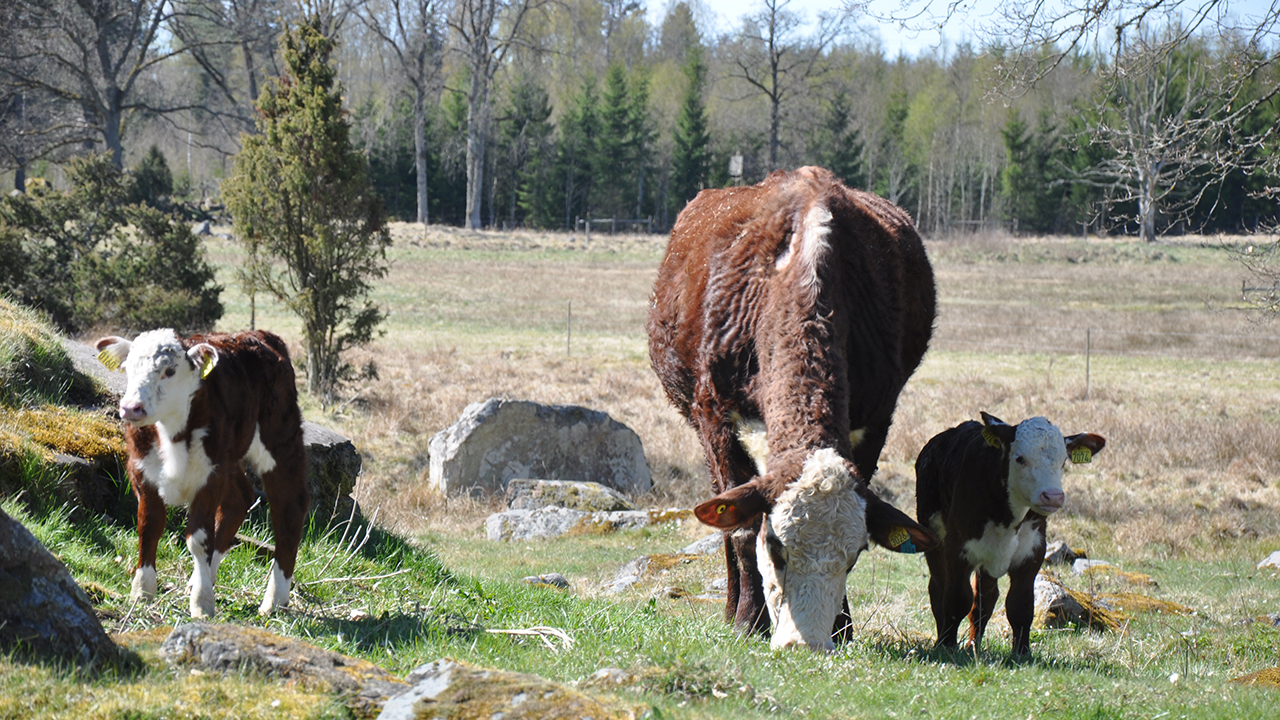 Ko med två kalvar på grönbete