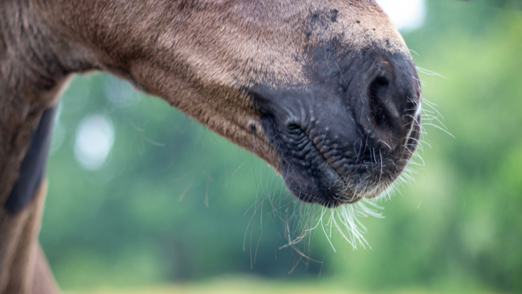 Close-up picture of a brown horse's muzzle. Green trees and fields are visible in the background.